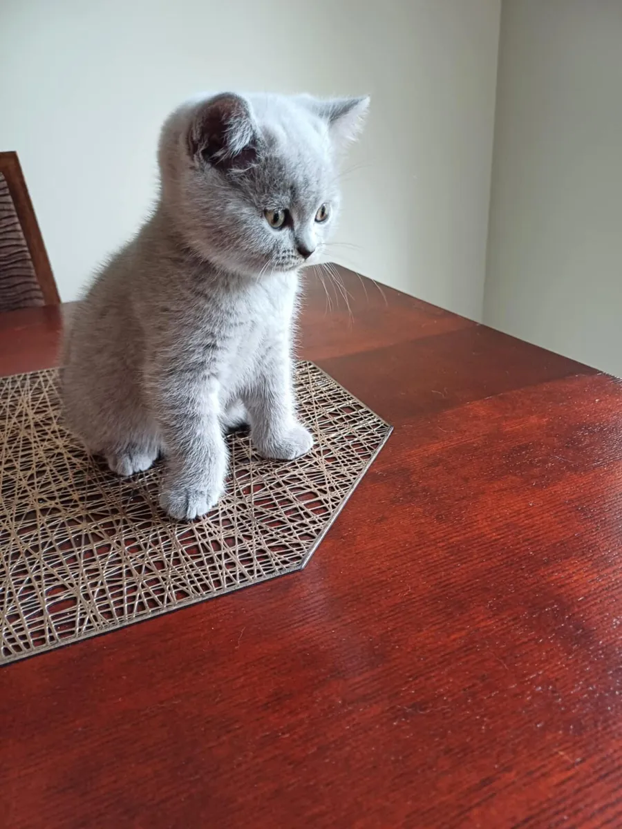 Pedigree British Shorthair Kittens - Image 1