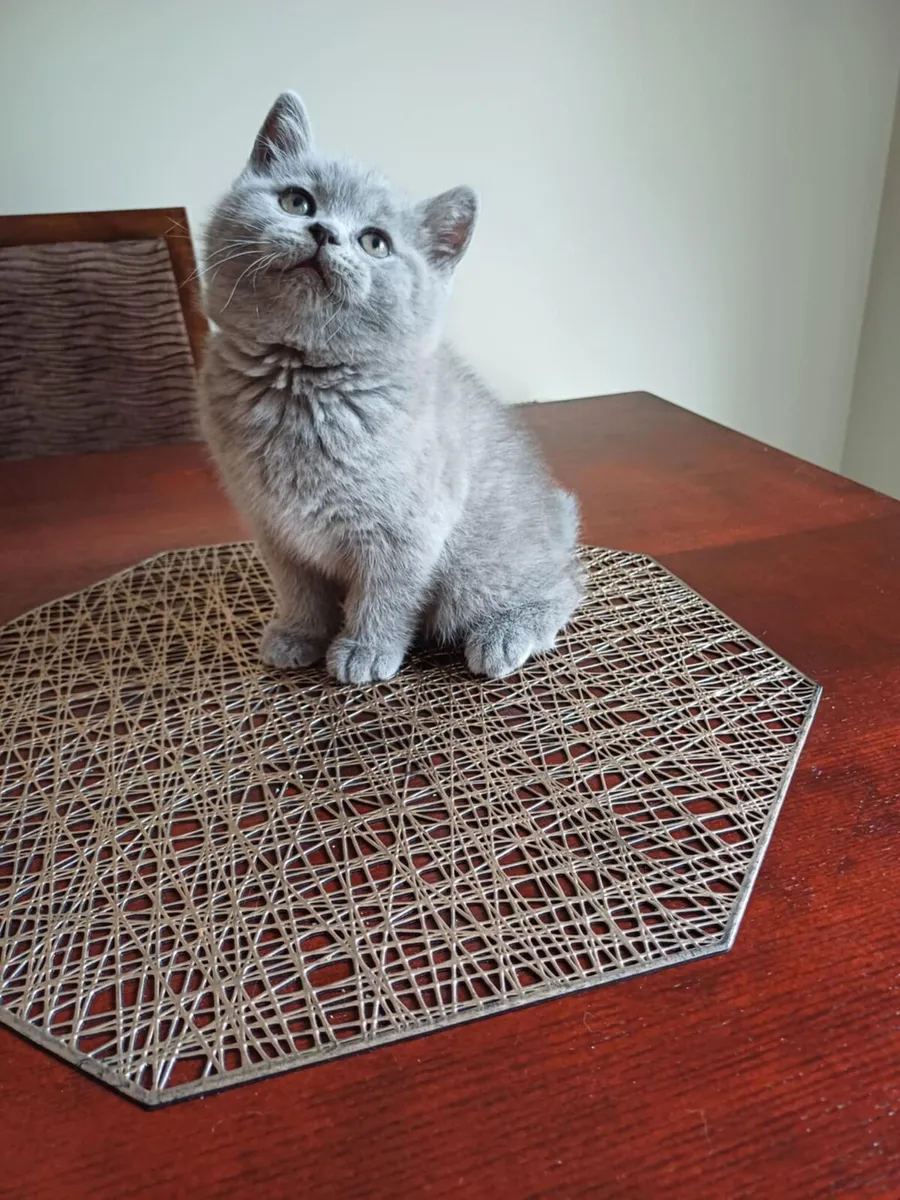 Pedigree British Shorthair Kittens - Image 2