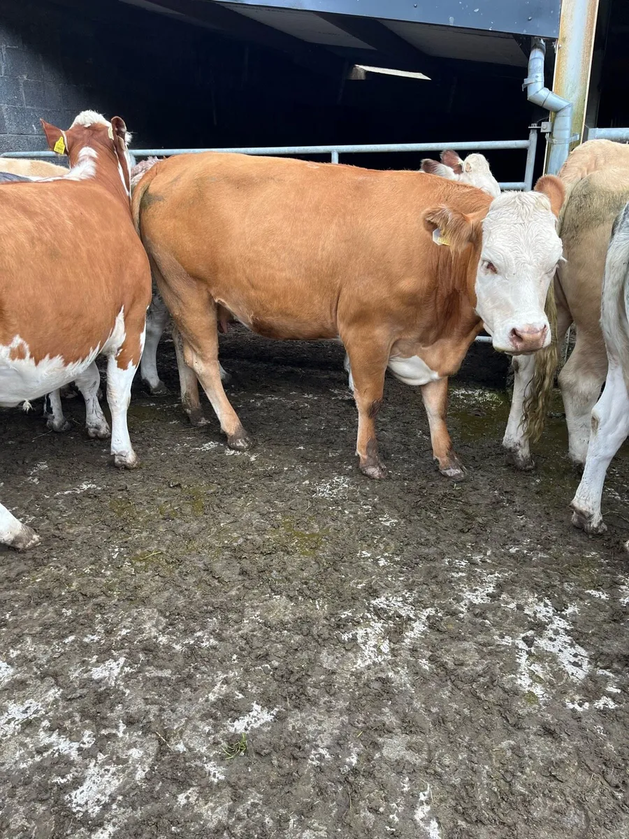 Selection of top class springers - Image 1