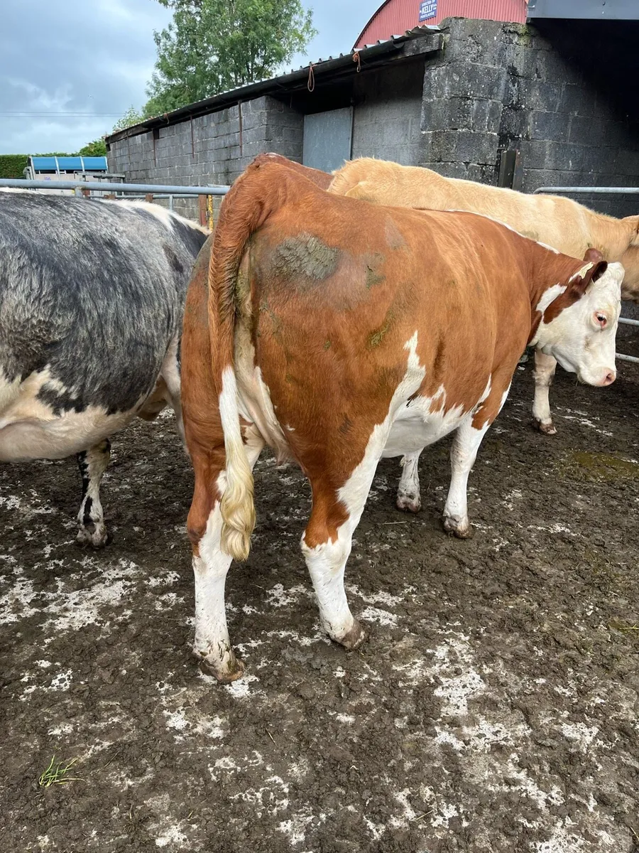 Selection of top class springers - Image 2