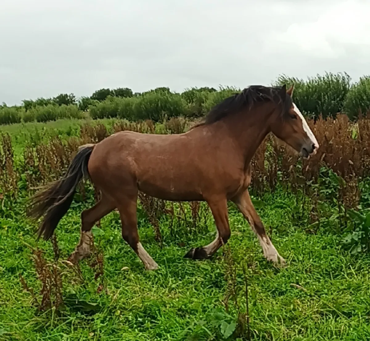 Roan filly - Image 1
