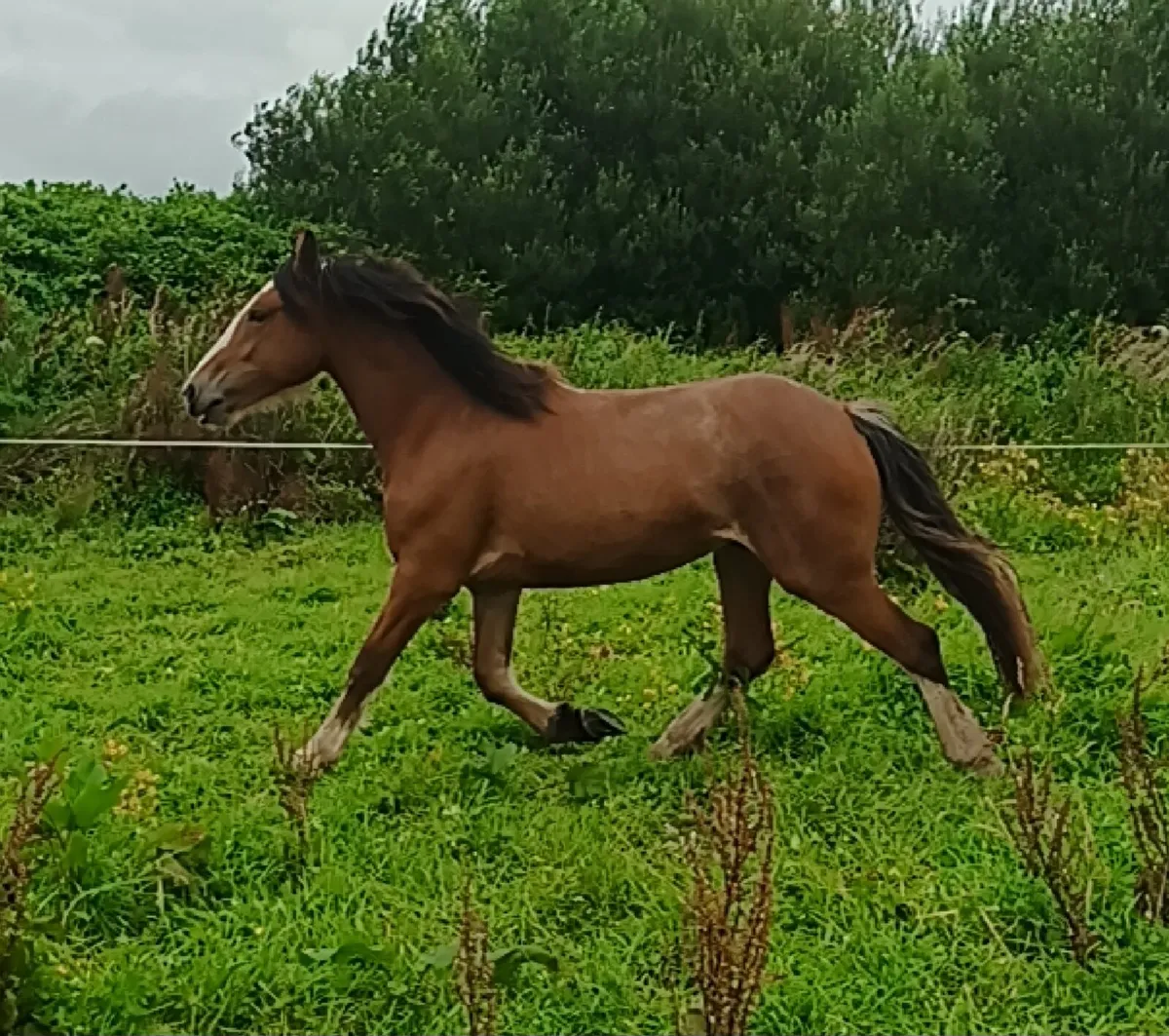 Roan filly - Image 2