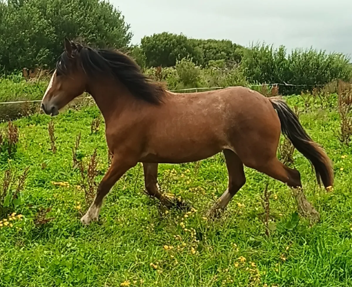 Roan filly - Image 3