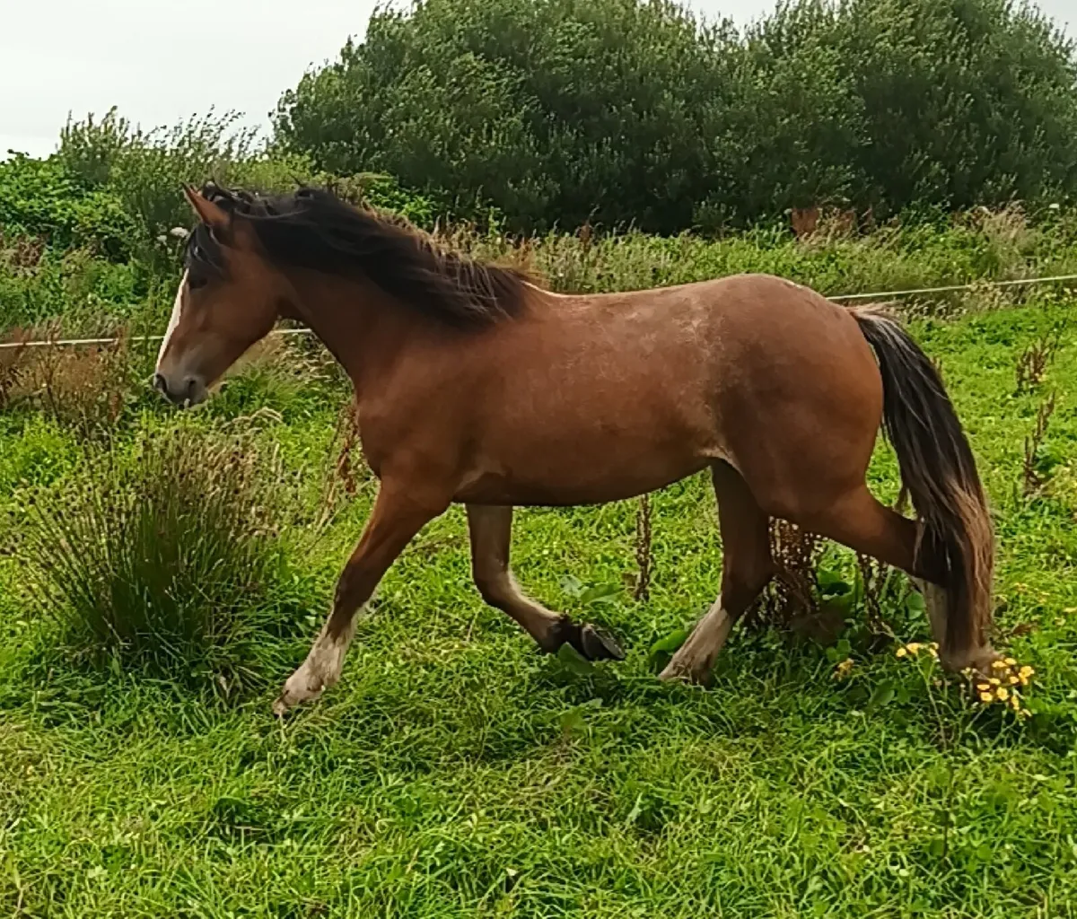 Roan filly - Image 4