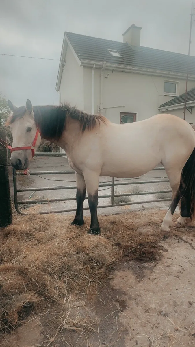 Dun Mare For Sale - Image 1