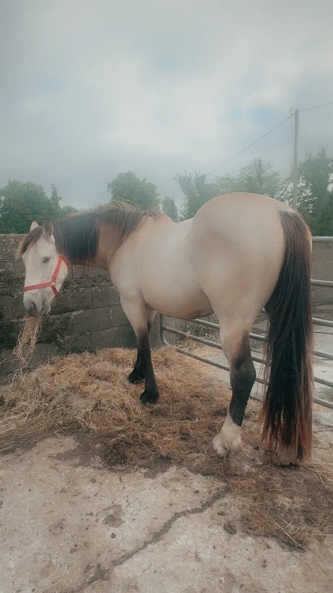 Dun Mare For Sale - Image 2