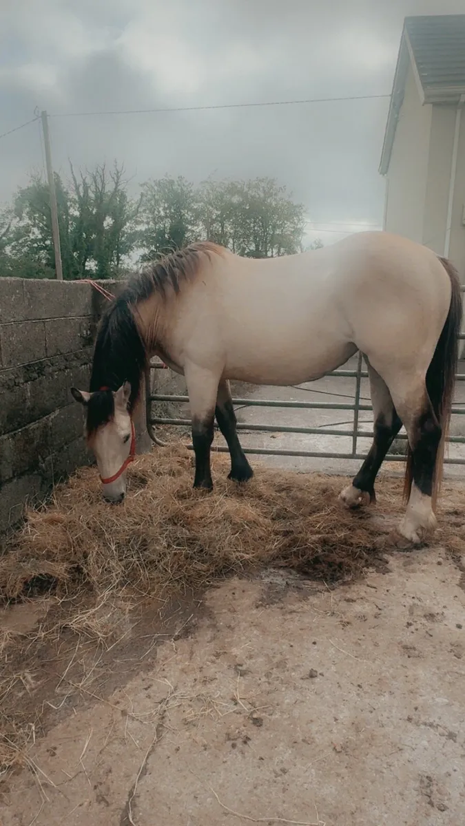 Dun Mare For Sale - Image 3