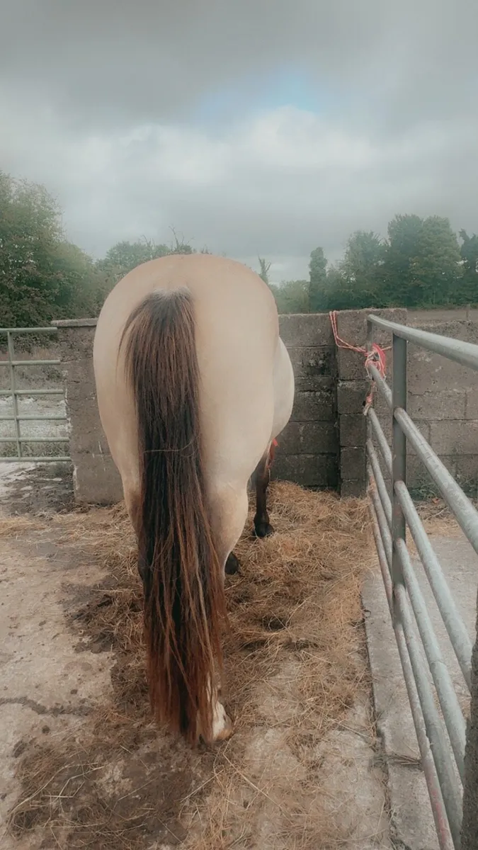 Dun Mare For Sale - Image 4