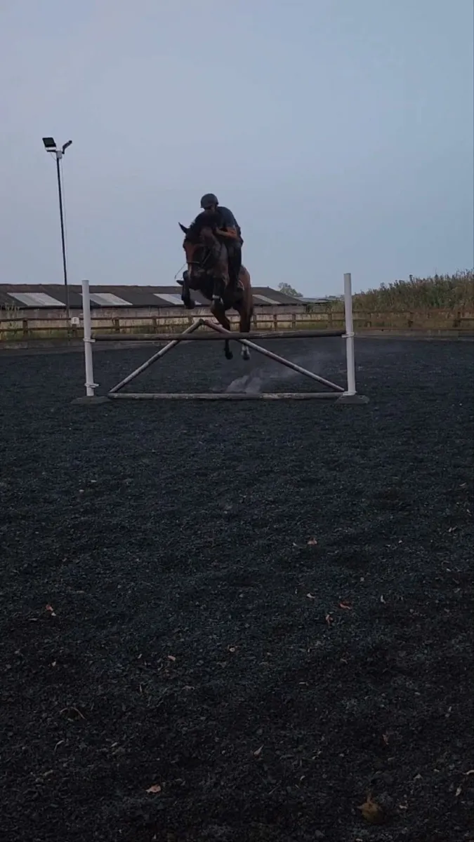 Talented young horse/Low Mileage. - Image 1