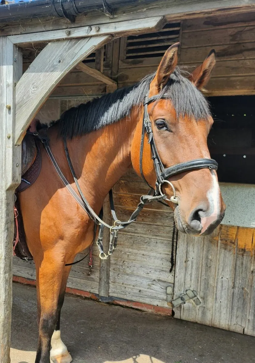 Talented young horse/Low Mileage. - Image 2