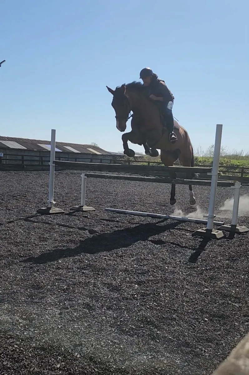 Talented young horse/Low Mileage. - Image 3