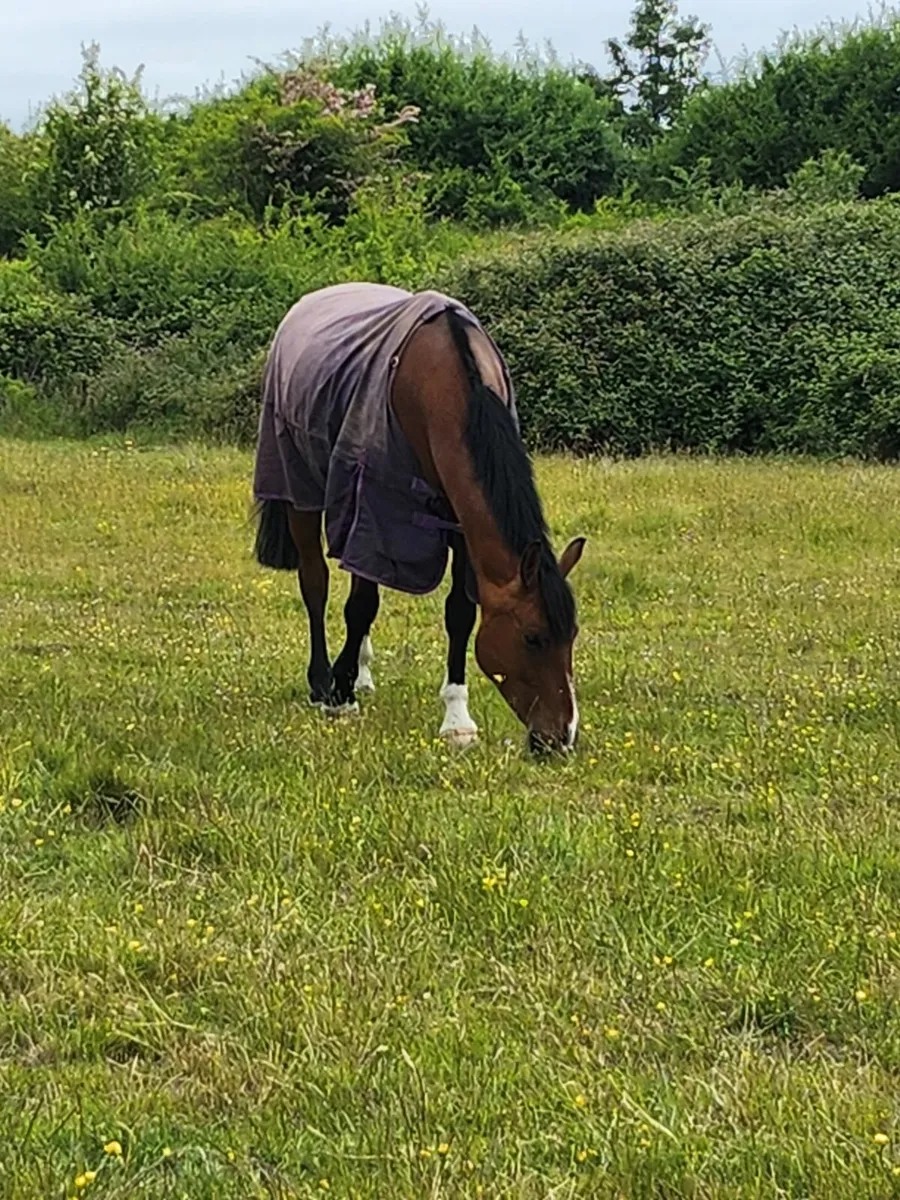 Talented young horse/Low Mileage. - Image 4