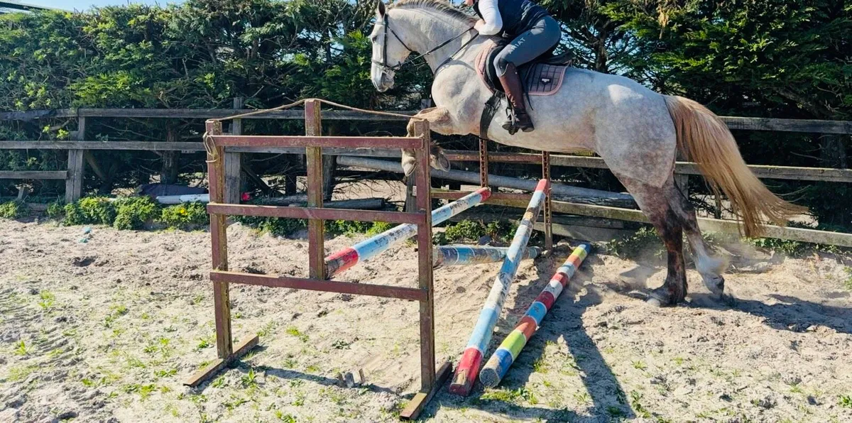 Irish Draught Mare For Sale - Image 1