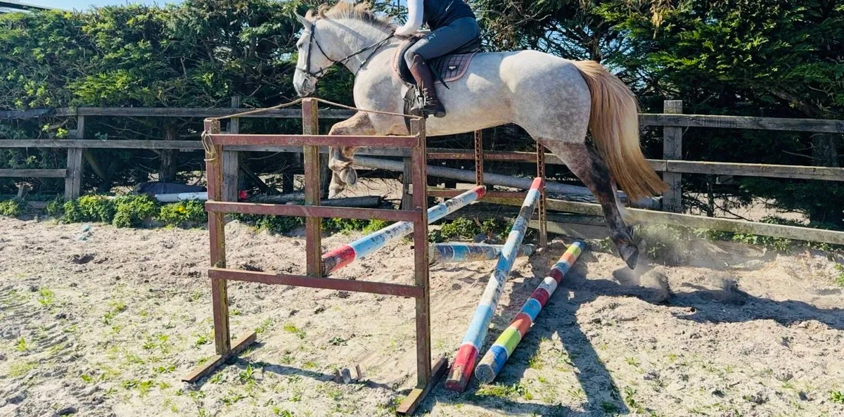 Irish Draught Mare For Sale - Image 2