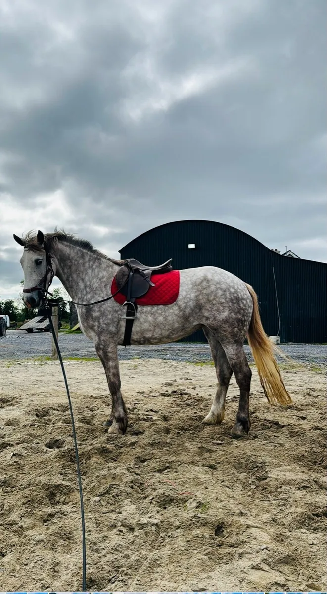 Irish Draught Mare For Sale - Image 3