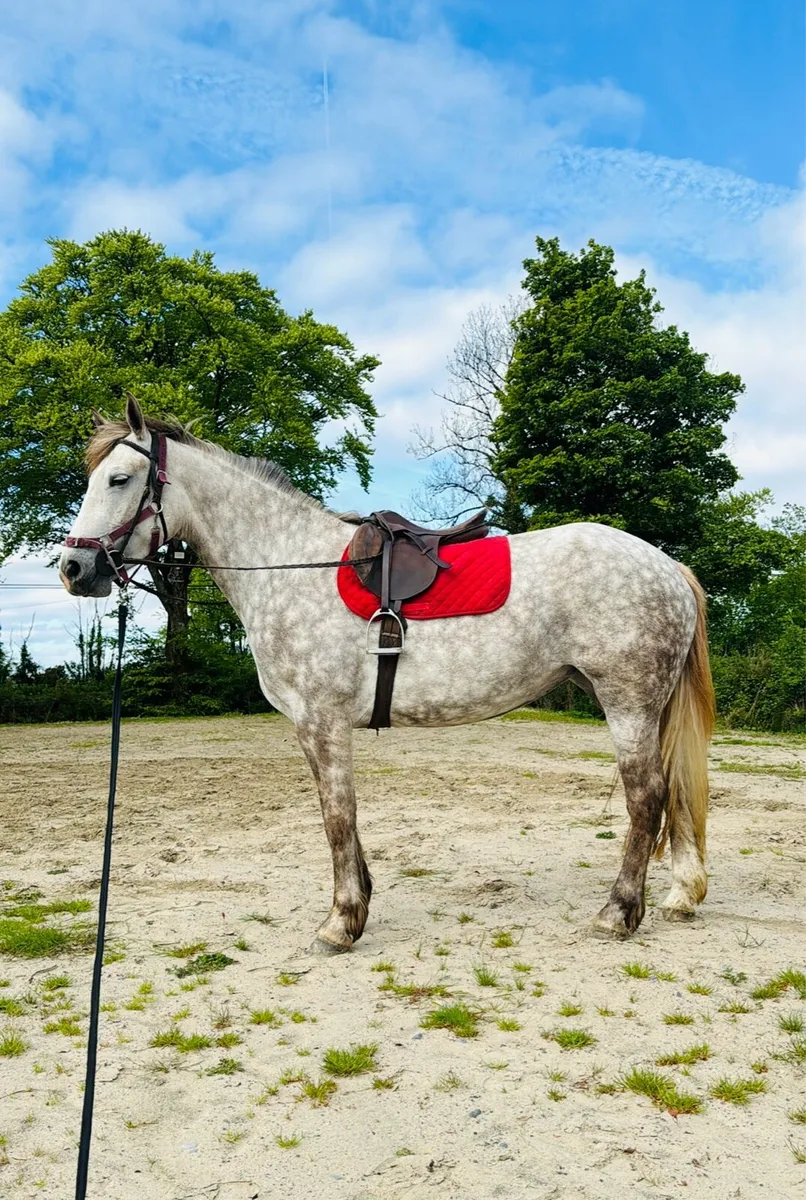 Irish Draught Mare For Sale - Image 4