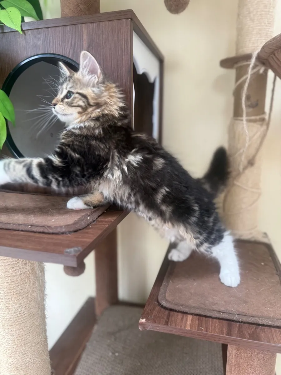 Tabby Ragdoll Female - Image 4
