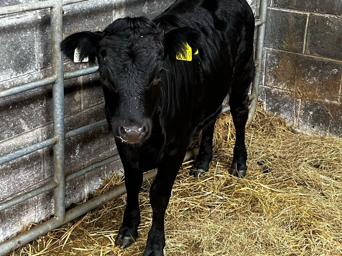 PBR Quality Dexter Heifer weanling - Image 1