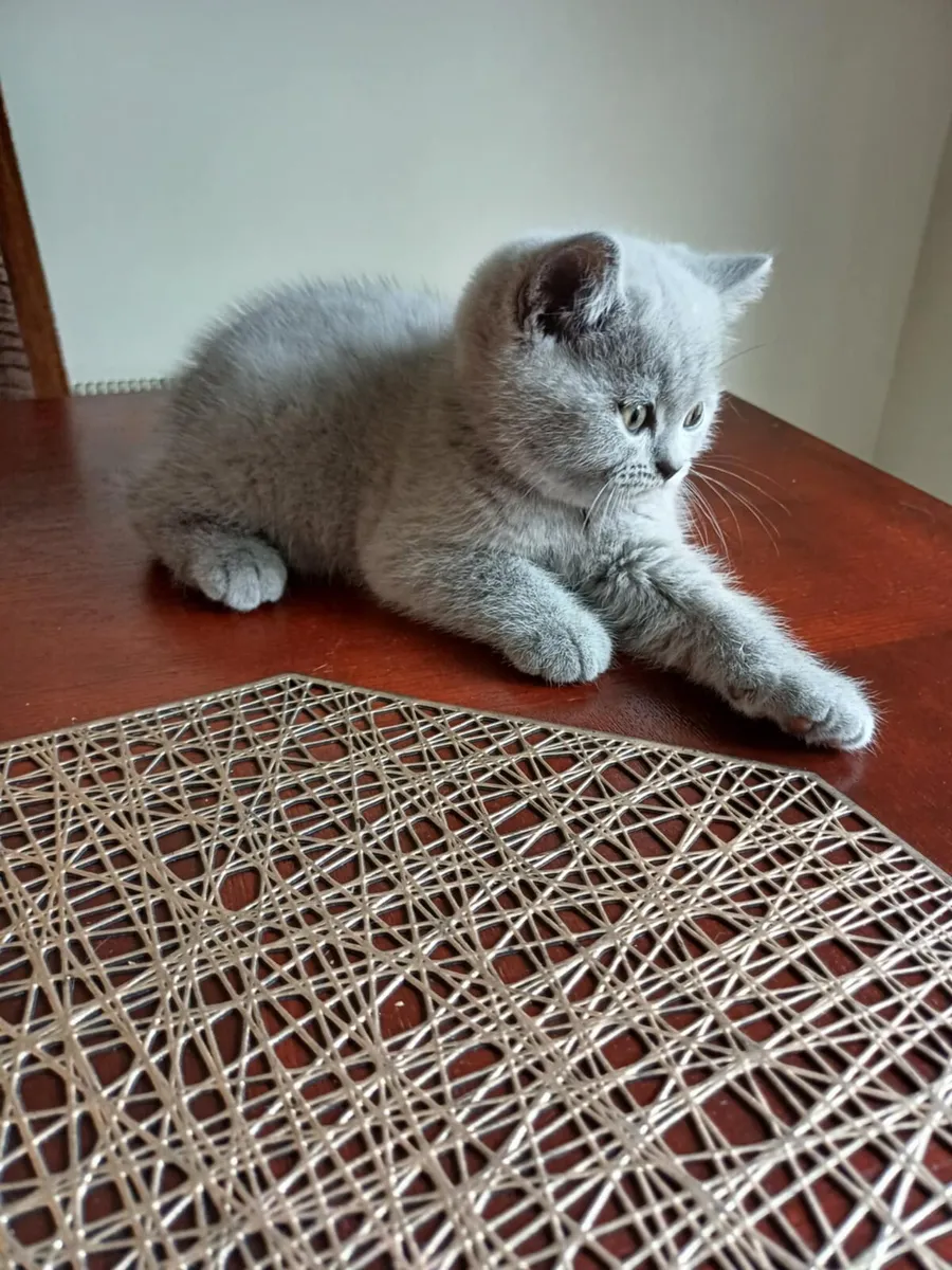 Pedigree British Shorthair Kittens - Image 3