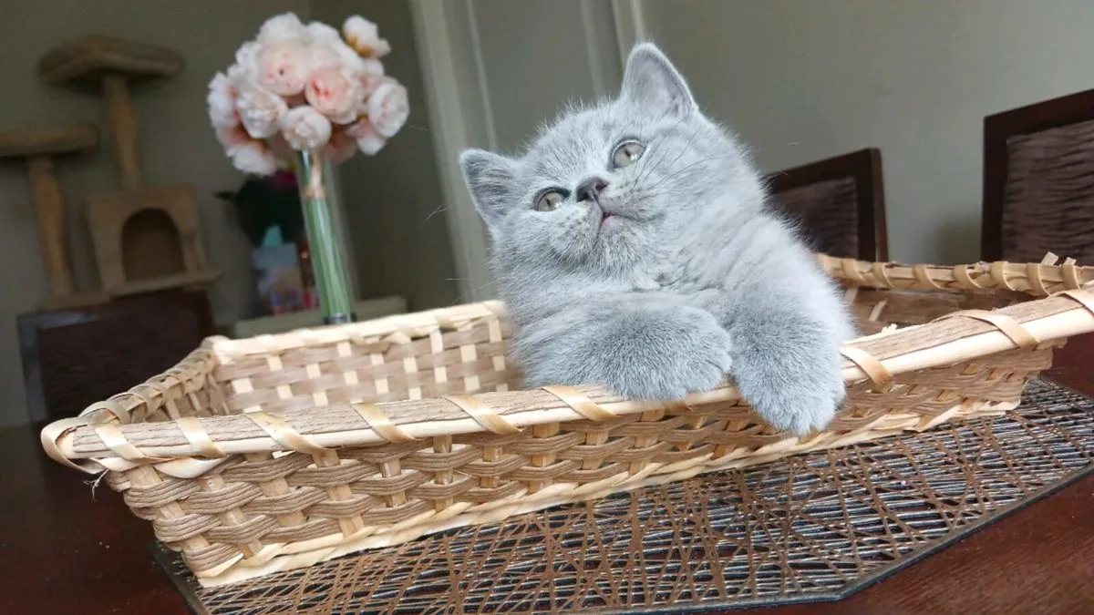 Pedigree British Shorthair Kittens - Image 4
