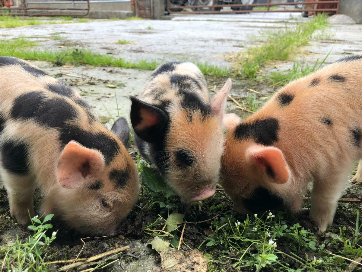 Family of Kune Kune Pigs for Sale - Image 1