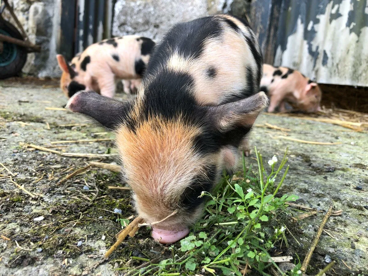 Family of Kune Kune Pigs for Sale - Image 2