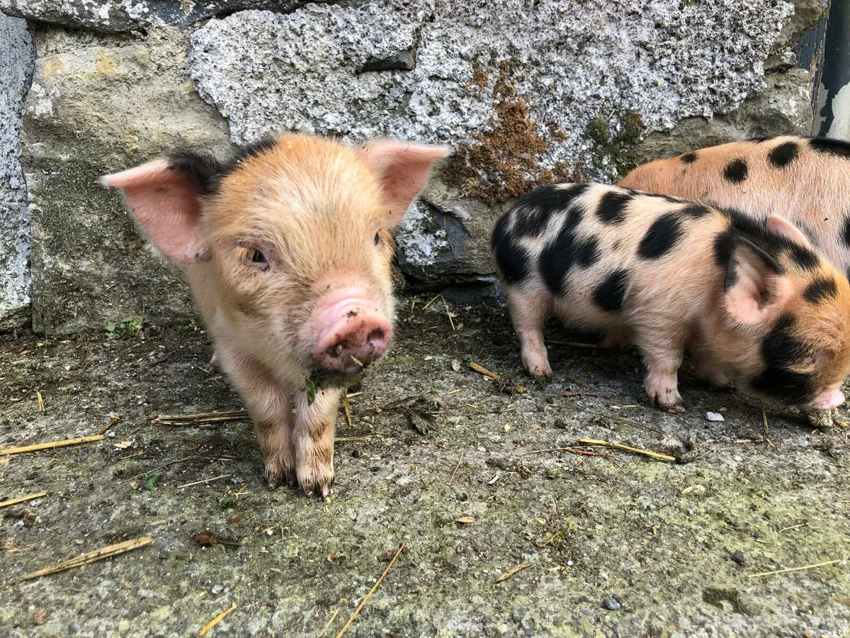 Family of Kune Kune Pigs for Sale - Image 3