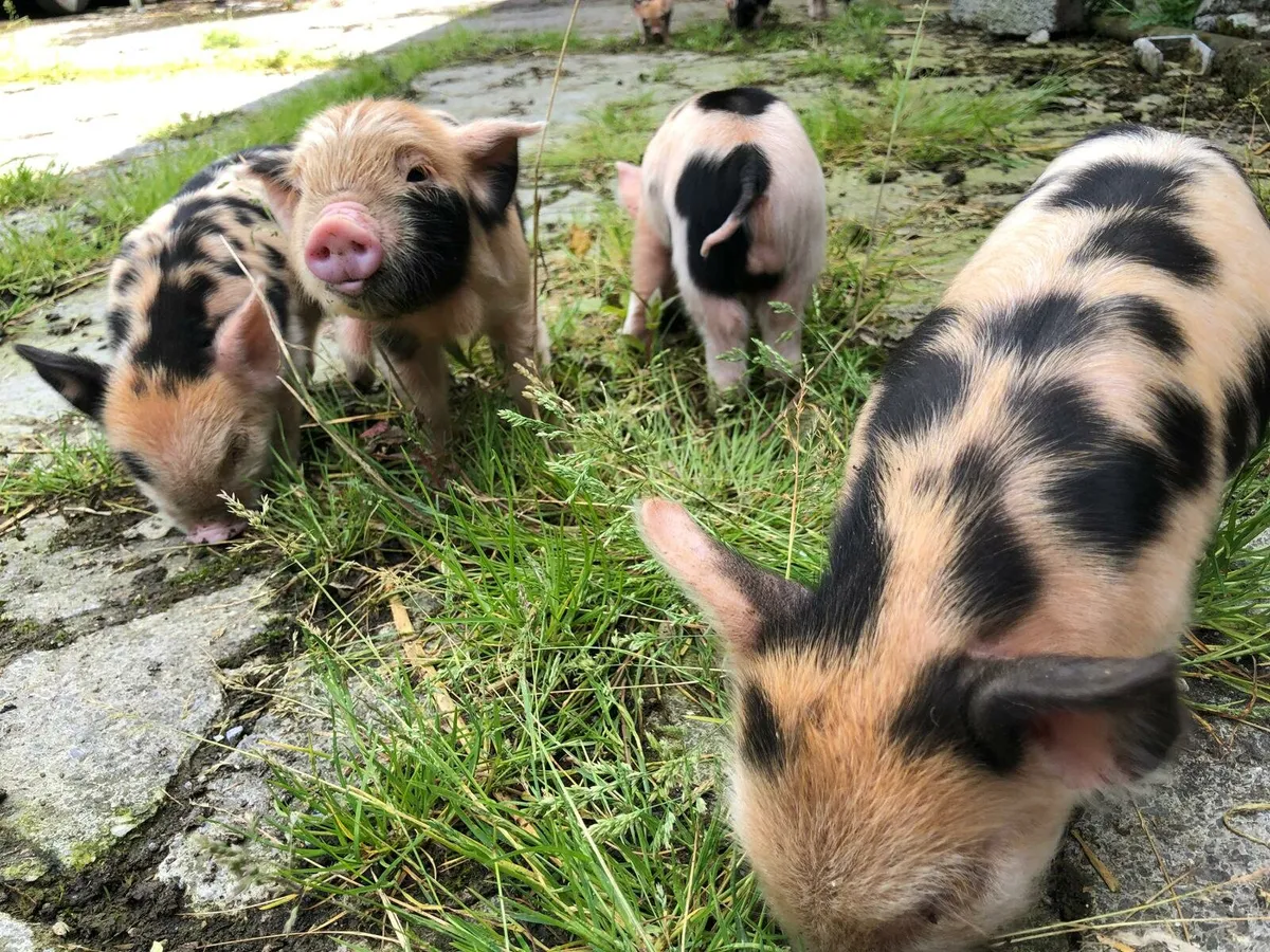 Family of Kune Kune Pigs for Sale - Image 4