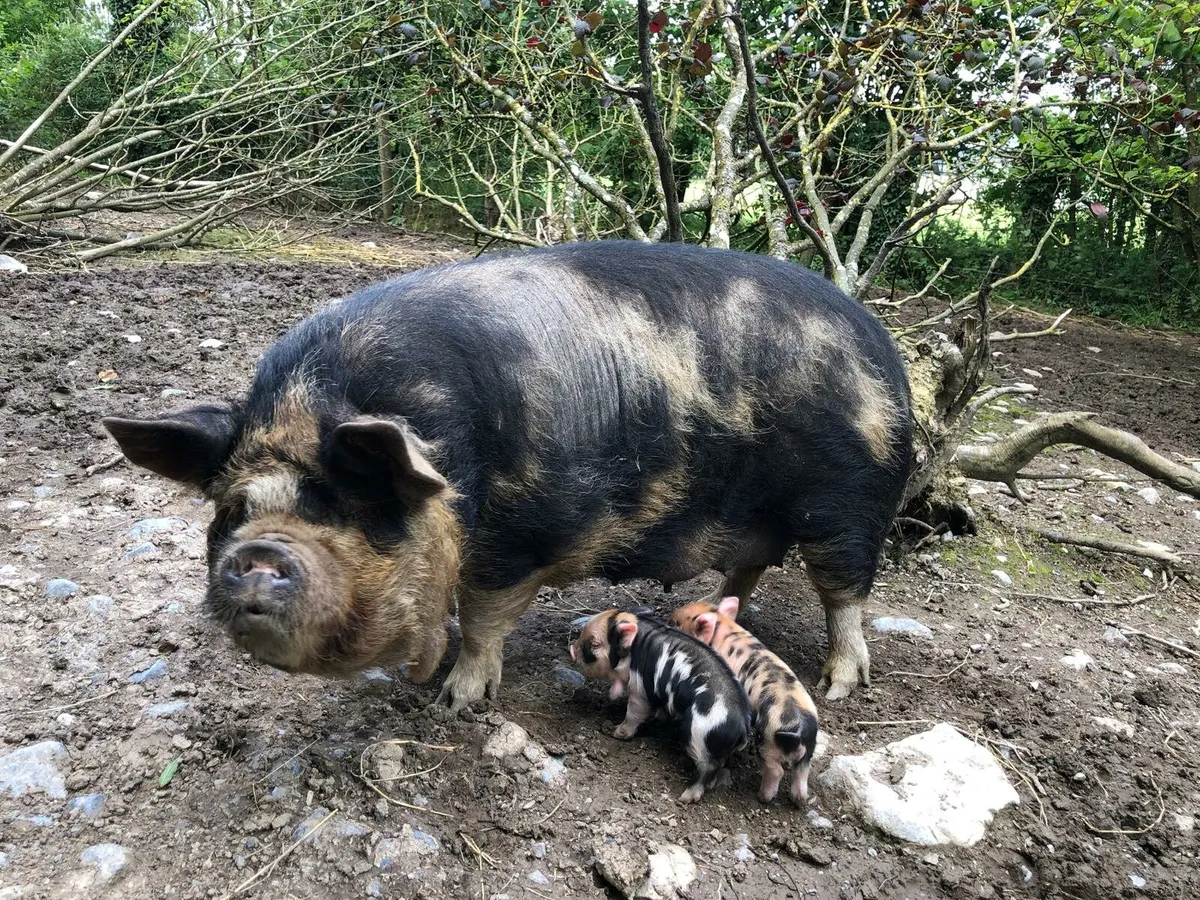 Miniature Kune Kune Piglets, Sows & Boar for Sale - Image 2