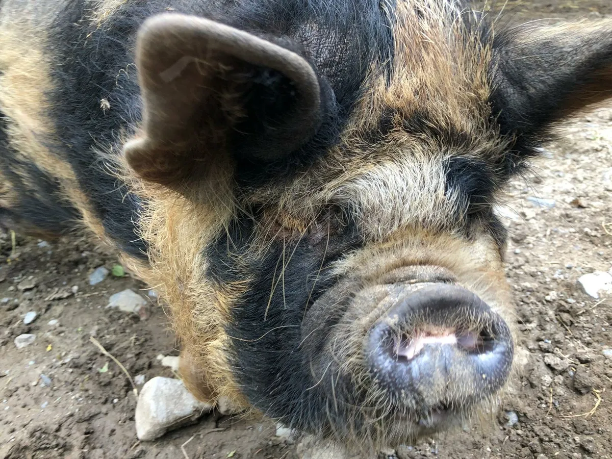 Miniature Kune Kune Piglets, Sows & Boar for Sale - Image 3