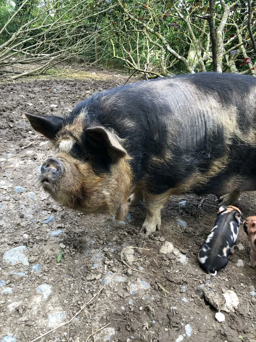 Miniature Kune Kune Piglets, Sows & Boar for Sale - Image 4