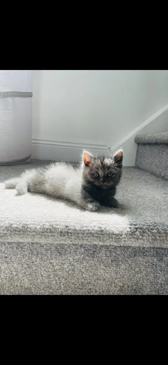 British Shorthairs Last Three Remaining. - Image 2