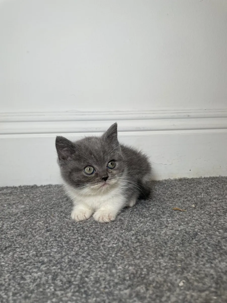 British Shorthairs Last Three Remaining. - Image 3