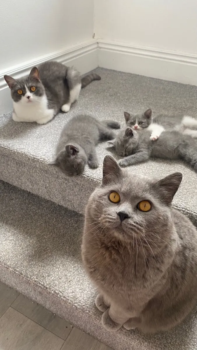 British Shorthairs Last Three Remaining. - Image 4