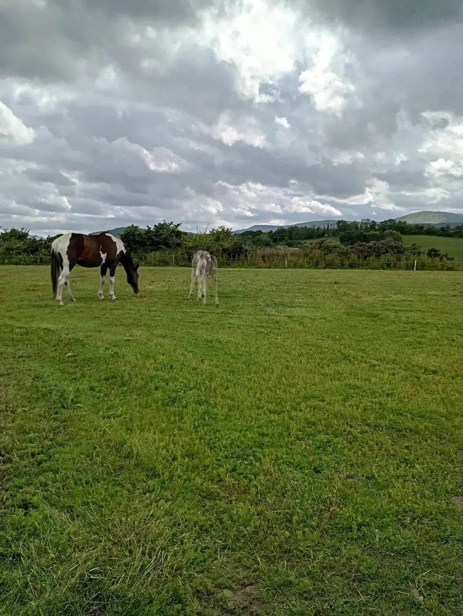 Broodmare & Filly Foal at Foot - Image 2