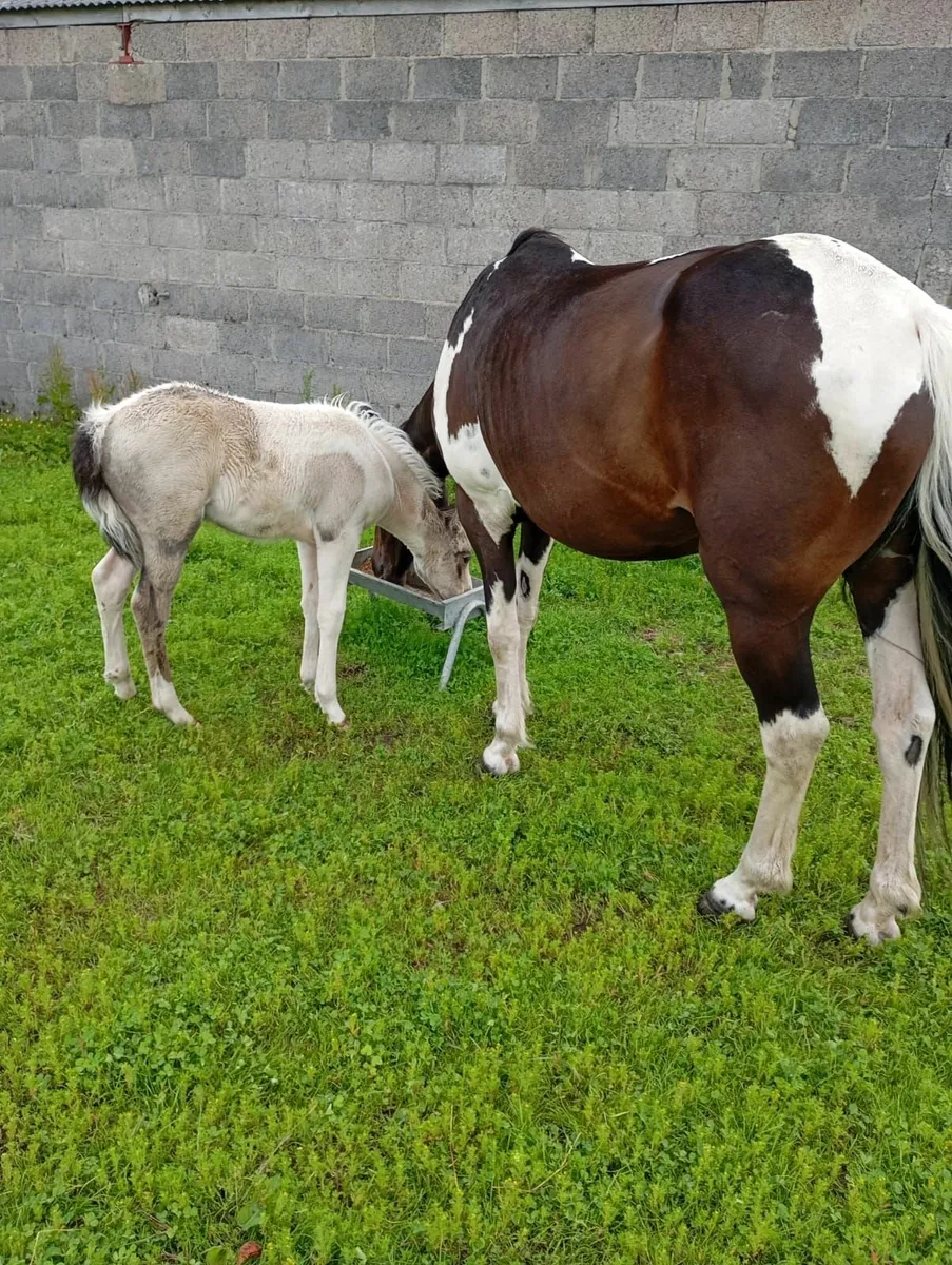 Broodmare & Filly Foal at Foot - Image 1