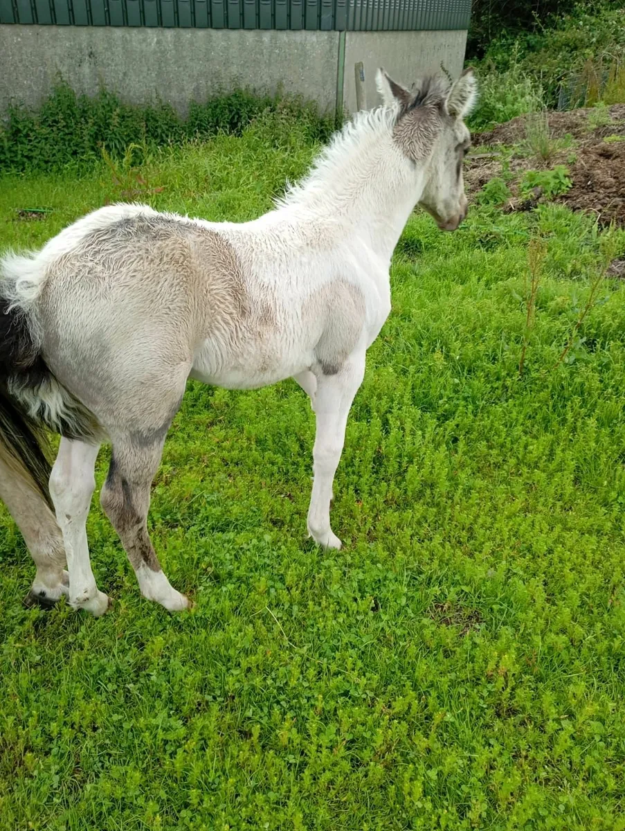 Broodmare & Filly Foal at Foot - Image 3