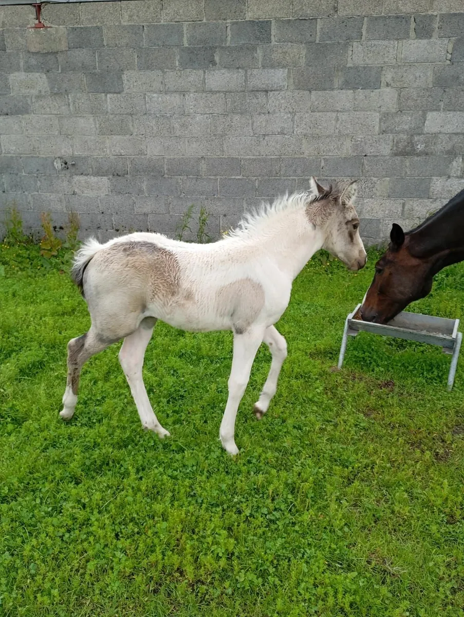 Broodmare & Filly Foal at Foot - Image 4