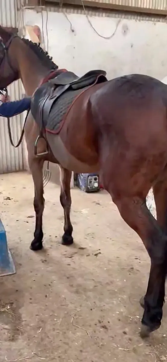 Horse - Image 2