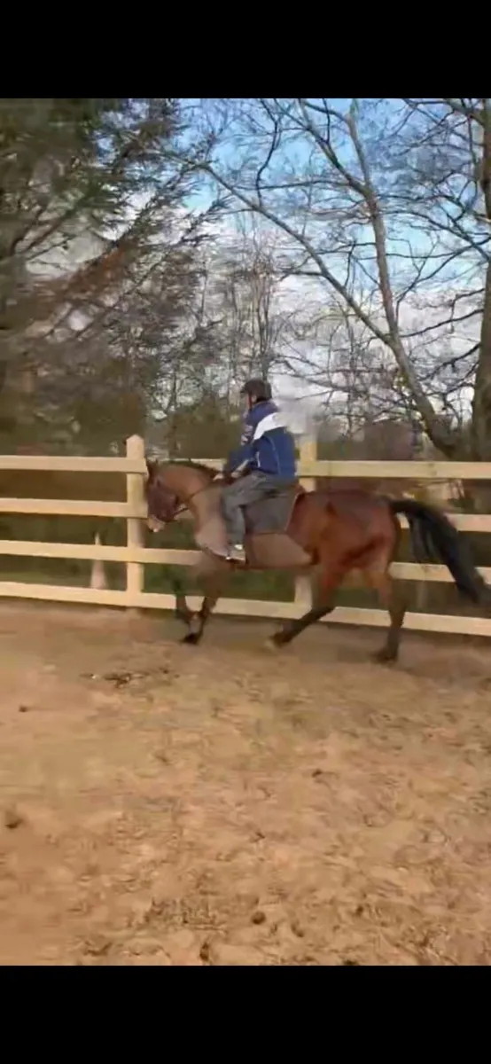 Horse - Image 3