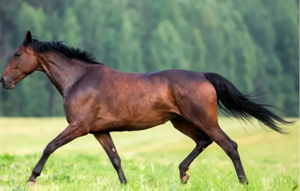 Horse - Image 1