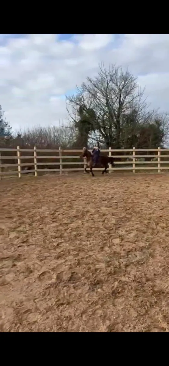 Horse - Image 4