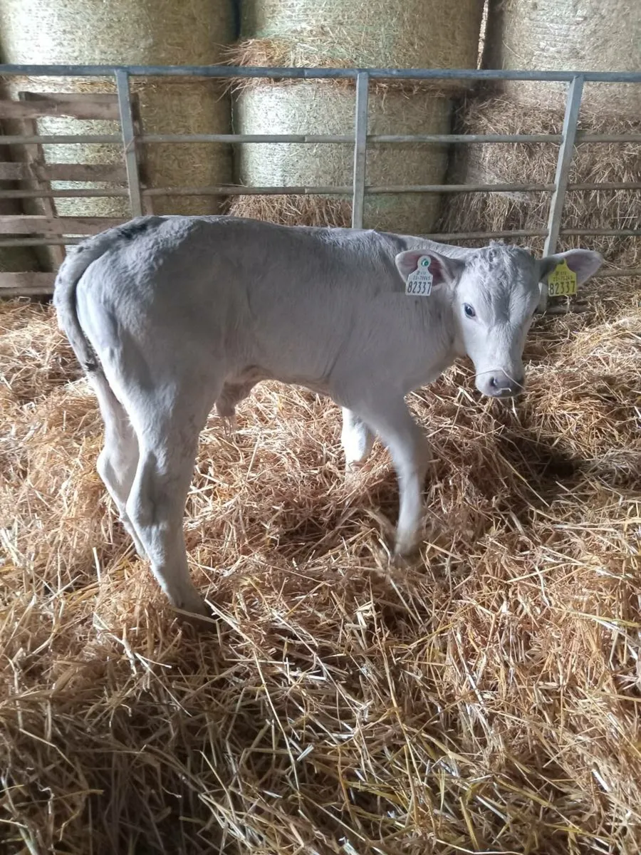 One super charolais bull calf - Image 1