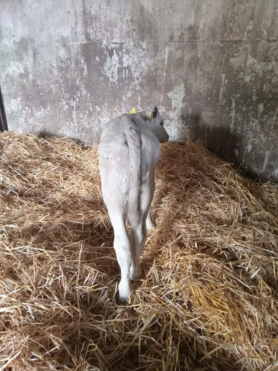 One super charolais bull calf - Image 2