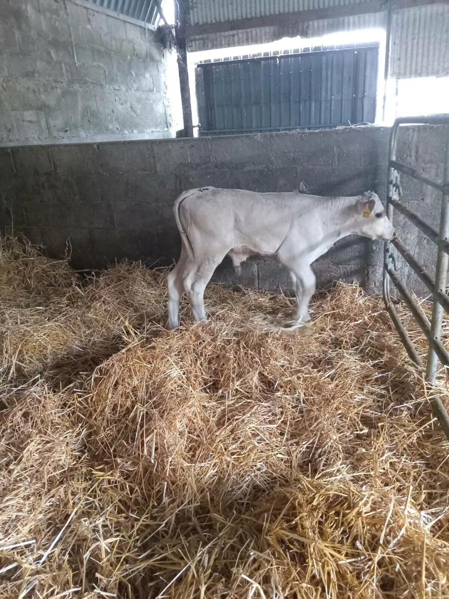 One super charolais bull calf - Image 3