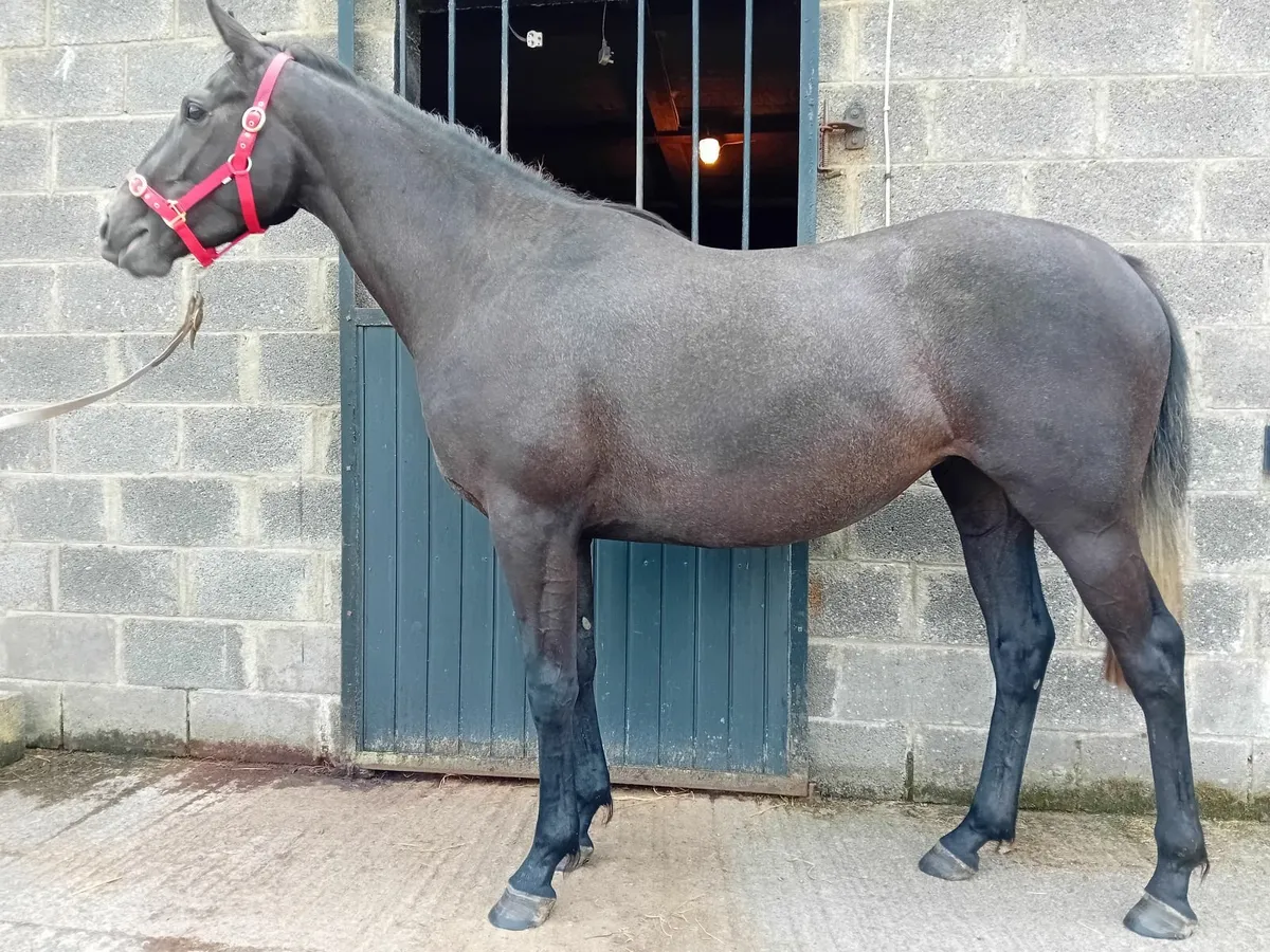 3yo thoroughbred filly - Image 1