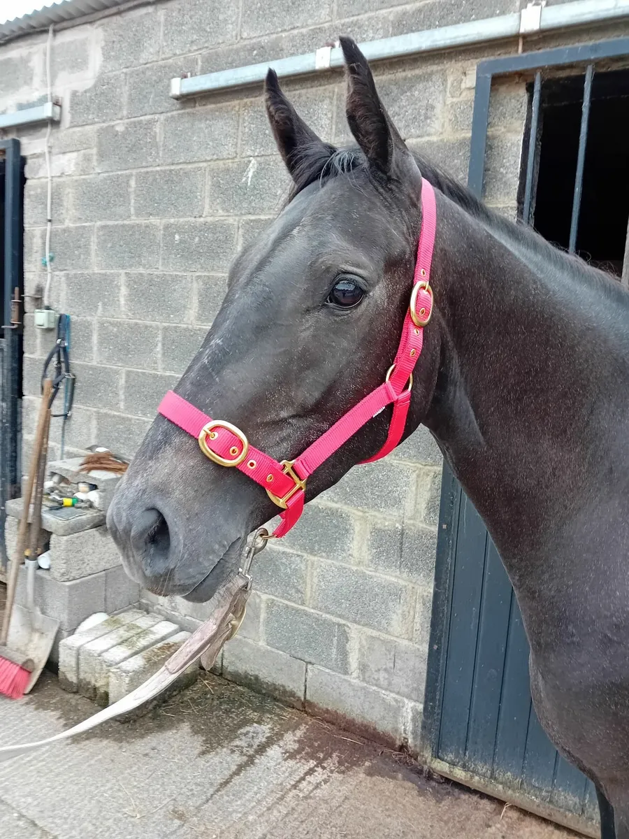3yo thoroughbred filly - Image 2
