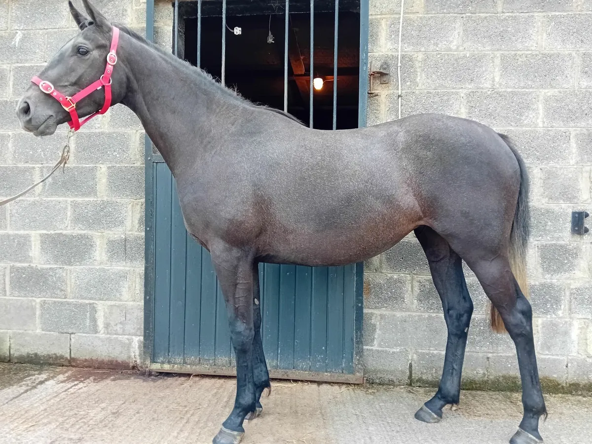 3yo thoroughbred filly - Image 3