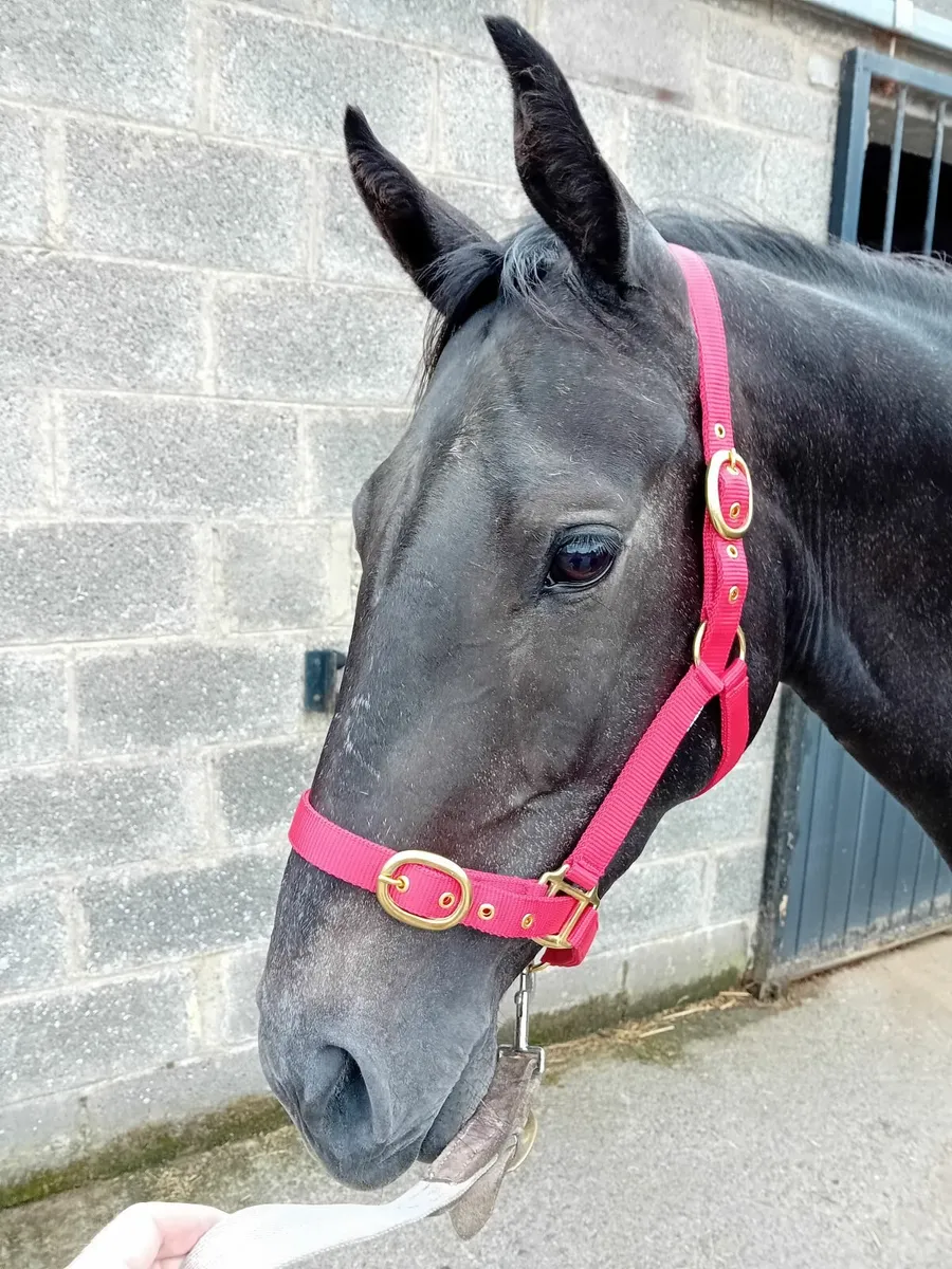 3yo thoroughbred filly - Image 4