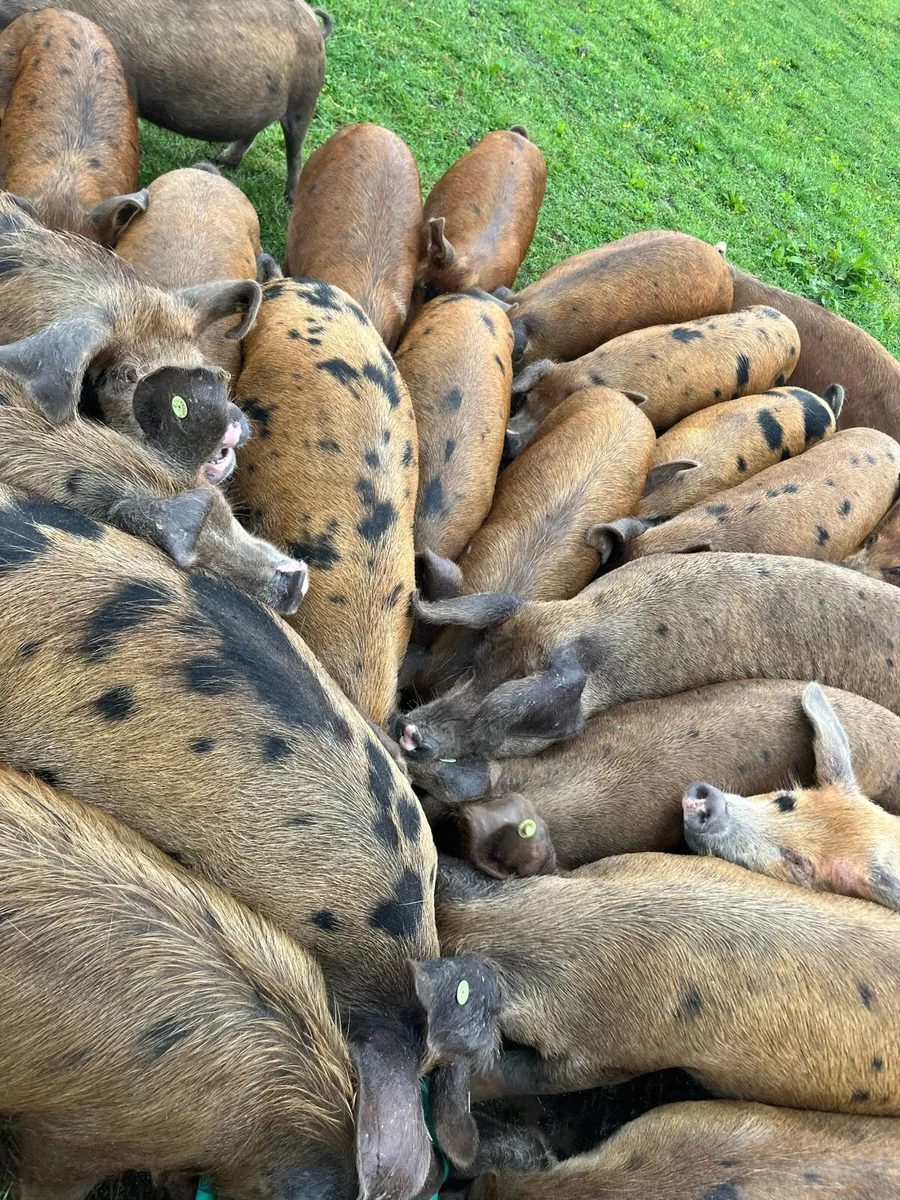 Organic Fat Pigs and weaner piglets - Image 3